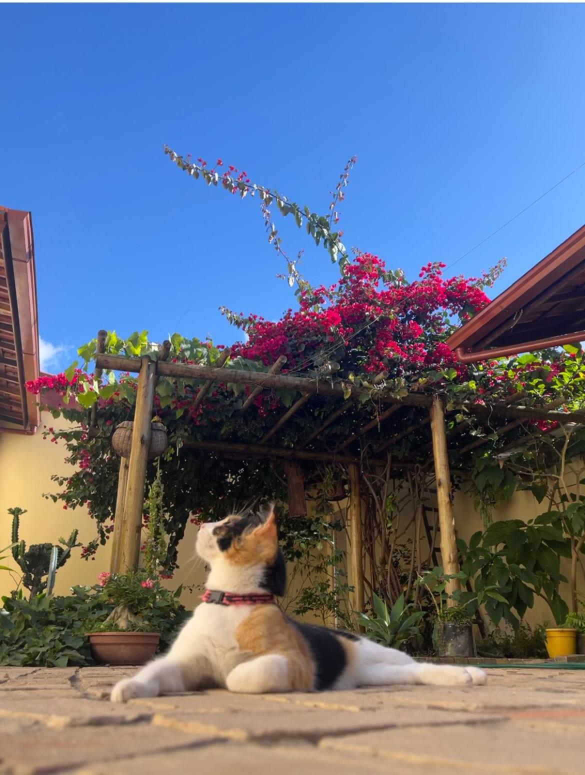 Pe De Manga Hospedagem Mucugê Dış mekan fotoğraf